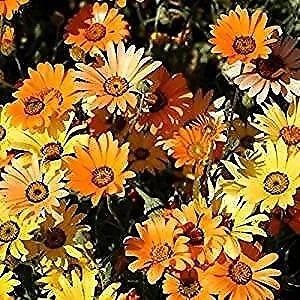 Flower Daisy African FBA-8876 (Multi) 200 Non-GMO, Heirloom Seeds