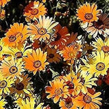Flower Daisy African FBA-8876 (Multi) 200 Non-GMO, Heirloom Seeds