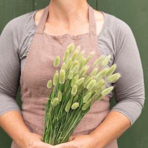 100 Bunny Tails Grass Seed / Lagurus ovatus / Ornamental Grass / Cut flower / Dried Flower / Bouquet / Decor / English Garden / Hare's Tail