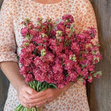 30+ seeds /Vintage Brown Stock Seed  / Antique Lovely Rose Stock Flower Seeds/ Matthiola incana / (#95)