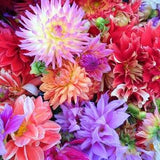 245 Permium 50 Mix Seeds Dahlia Dahlia Flower Mixed Zaten Colorplants Zinnia Dahlia