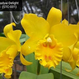 Rth Jariak Delight. Near blooming size cattleya orchid hybrid. Fragrant bright yellow blooms.
