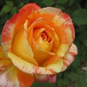 Orange white roses seeds - 20 seeds - code 807