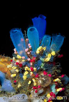 Sea Tunicates Blue and Strawberry Photo Flower Delivery