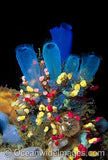 Sea Tunicates Blue and Strawberry Photo Flower Delivery