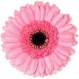 Petticoat - Pink - 107364 - Schreurs Gerbera Flower Delivery