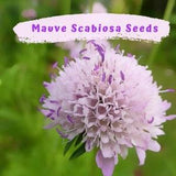 Sweet Scabiosa Mauve Flower Seeds