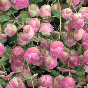 10 Kirigami Pink Ornamental Oregano Seeds, Origanum Rotundifolia OR0210