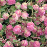 10 Kirigami Pink Ornamental Oregano Seeds, Origanum Rotundifolia OR0210