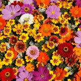 Butterfly Garden Wildflowers - 50+ Seeds