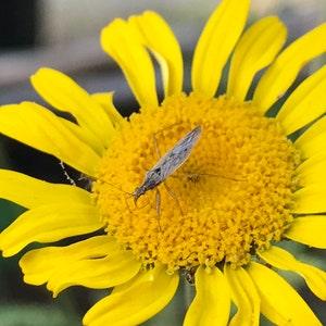 Dyer's Chamomile Seeds - Cota tinctoria - Natural Dye, Plant Dye