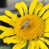Dyer's Chamomile Seeds - Cota tinctoria - Natural Dye, Plant Dye