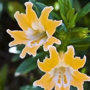 N530 Mimulus Monkey Flower 50 Seeds Seeds Tiger Monkey Flowers Zaden tigrinus