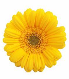 Gerbera Daisy - yellow by Charlotte Stevens | Redbubble Flower Delivery