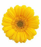 Gerbera Daisy - yellow by Charlotte Stevens | Redbubble Flower Delivery