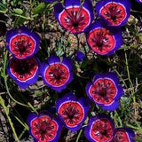 No706 Geissorhiza aspera 5 Seeds Seeds Zaden Purple Flower Radican