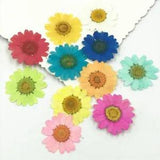 12pcs Dried Flowers Resin Fillers Chrysanthemum Embossing Plant Filler Resins Cr