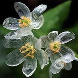 Crystal Skeleton Flower - Diphylleia grayi - Rare 'Plant' Seeds - Old Man Cactus, Clear-Yellow, Bearded Cactus, Diamond Skeleton Flower