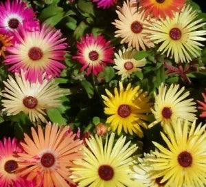 ICE PLANT FLOWER SEEDS 2000+ MIXED color ANNUAL LIVINGSTONE DAISY New