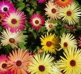 ICE PLANT FLOWER SEEDS 2000+ MIXED color ANNUAL LIVINGSTONE DAISY New