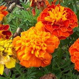 100+ Marigold Sparky Flower Seeds- TAGETES PATULA- Annual for full sun-B103
