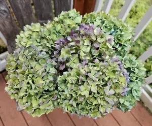 7 Dried Hydrangea Flowers Green Greenish Blue Purple Lavender Wedding Farmhouse