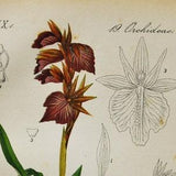 Scarce Tongue Orchid Print - Original Antique Botanical 1880s - Serapias triloba (plant flower seed orchidaceae pink purple orchidoideae)