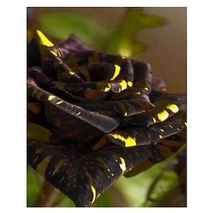 Dark purple yellow roses seeds -20 seeds - code 288