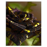 Dark purple yellow roses seeds -20 seeds - code 288