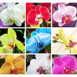 Orchid Seeds 9 colors mix packed (25+ per pack)