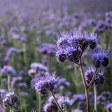 PHACELIA - Bee's Friend SEEDS