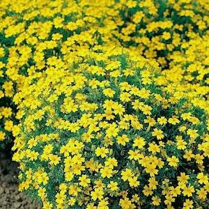 Signet Marigold Lulu Flowers 0.3g - 100 Seeds - Tagetes Tenuifolia GMO FREE