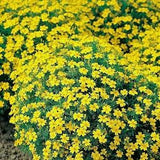Signet Marigold Lulu Flowers 0.3g - 100 Seeds - Tagetes Tenuifolia GMO FREE