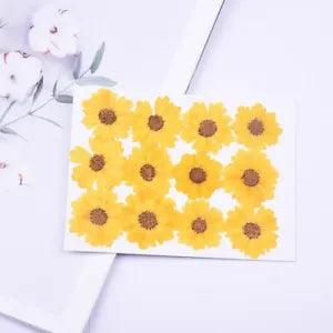 12PCS Real Pressed Dry flower, yellow daisy flower for art, craft FCD29