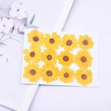 12PCS Real Pressed Dry flower, yellow daisy flower for art, craft FCD29