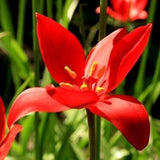 WILD TULIP Naturalizing Wildflower Red Tulipa Sprengeri Forms Bulb, Perennial 10 Seeds