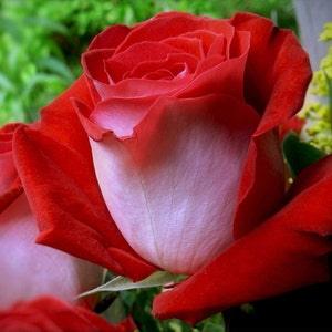 Red white roses flower seeds -20 seeds- code 010