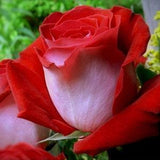 Red white roses flower seeds -20 seeds- code 010