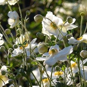 White JAPANESE ANEMONE Hupehensis Windflower Thimbleflower 5 Seeds