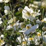 White JAPANESE ANEMONE Hupehensis Windflower Thimbleflower 5 Seeds