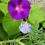 Pink, Purple, Blue Colour Mix Morning Glories