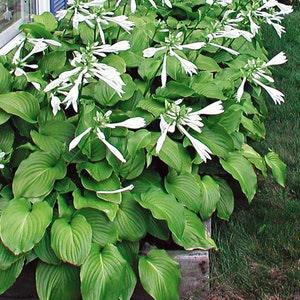 Hostas - Green Leaf 'Royal Standard' Bare Root live plant - With white flowers