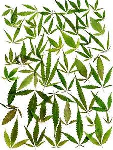 50x Pressed Hemp leaves for Craft projects dried Hemp Leaf Arts Resin DIY Crafts