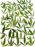50x Pressed Hemp leaves for Craft projects dried Hemp Leaf Arts Resin DIY Crafts