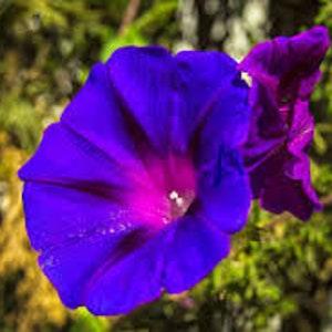 Morning Glory Grandpa Ott Flower Seed Pack - Purple Flower Vine Seeds