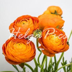 Orange ranunculus photograph - orange flower bouquet photograph - flower photography - nature photography - orange ranunculus wall art