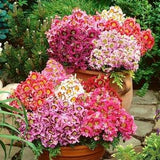 Butterfly Flowers Poor Man's Orchid Flowers Blend 0.5g - 400 Seeds Schizanthus Wisetonensis GMO Free