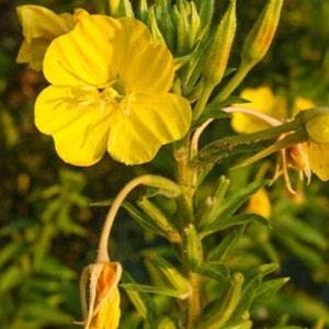 300+ Yellow Evening Primrose Flower Seed-OENOTHERA LAMARCKIANA- Annual Wildflower with  Medicinal Benefits-B308