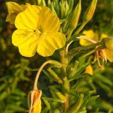 300+ Yellow Evening Primrose Flower Seed-OENOTHERA LAMARCKIANA- Annual Wildflower with  Medicinal Benefits-B308