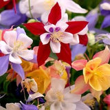 100 Pcs Columbine Mckana's Giant Mix Flower Seeds-AQUILEGIA MCKANA- Aquilegia Caerulea -Mrs Scott Elliot Beautiful Perennial / (FL141)